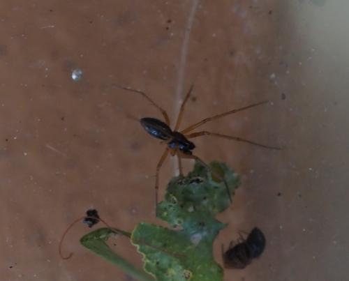 Tenuiphantes tenuis